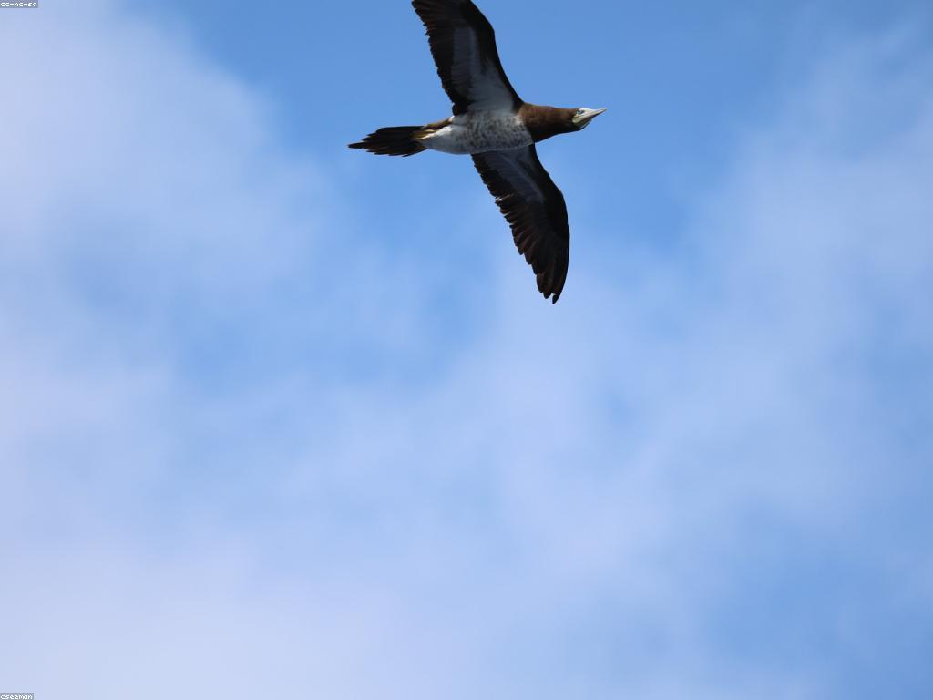 វិធីសាស្រ្តបាញ់ត្រី: របៀបបាញ់ត្រីដោយមានប្រសិទ្ធភាព