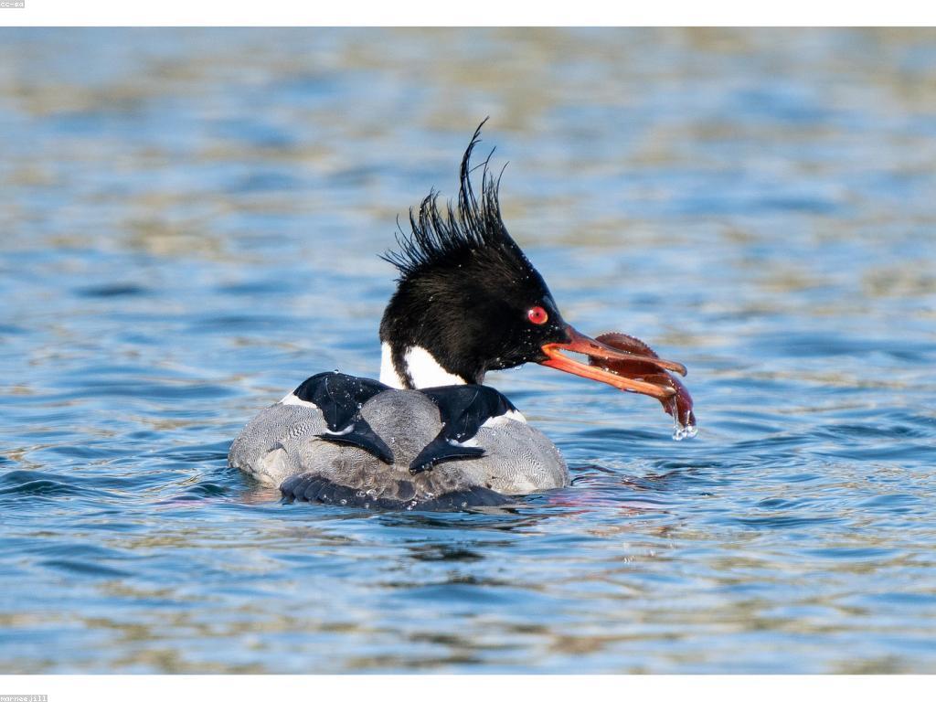 វិធីសាស្រ្តសម្រាប់ការបាញ់ត្រីដែលមានជោគជ័យ