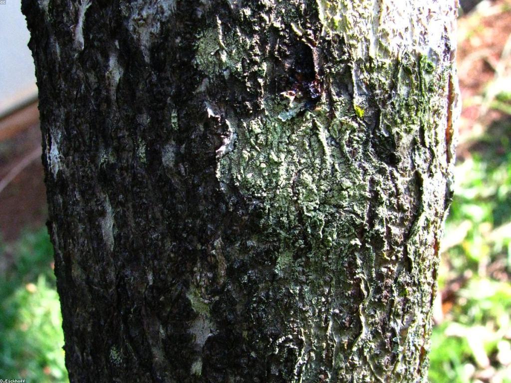 ការយល់ដឹងអំពីឧបករណ៍បាញ់ត្រីក្នុងធម្មជាតិ